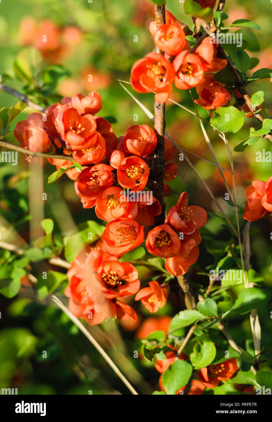 Close up of plant with small red flowers in garden on a sunny day. Spring time. Stock Photo