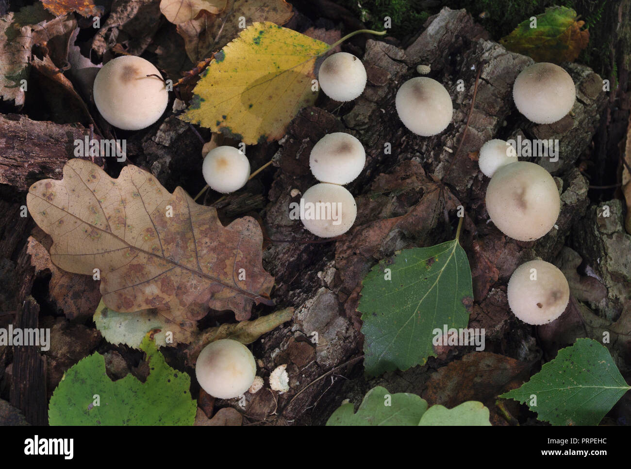 Mushrooms growing in the autumn forest. Lycoperdon serotinum. Stock Photo