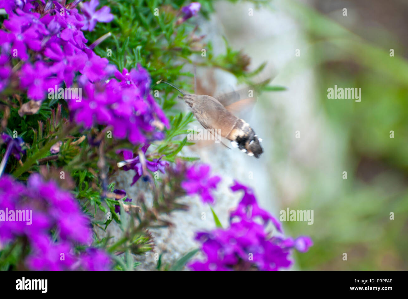 Hummingbird hawk-moth (Macroglossum stellatarum) feeding on nectar. Photographed in St. Moritz, Switzerland in September Stock Photo