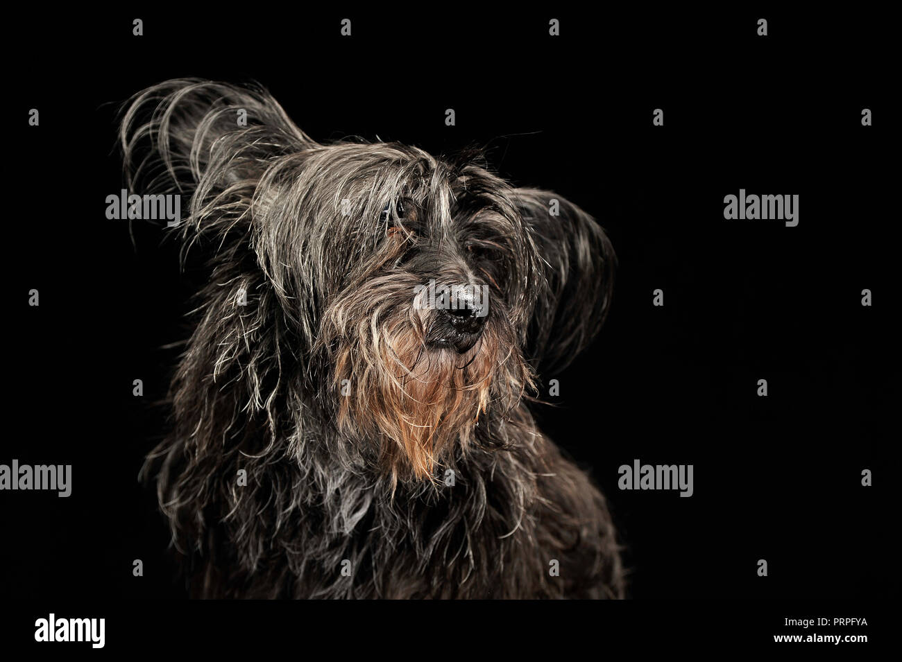 black fur dog in a dark photo studio Stock Photo