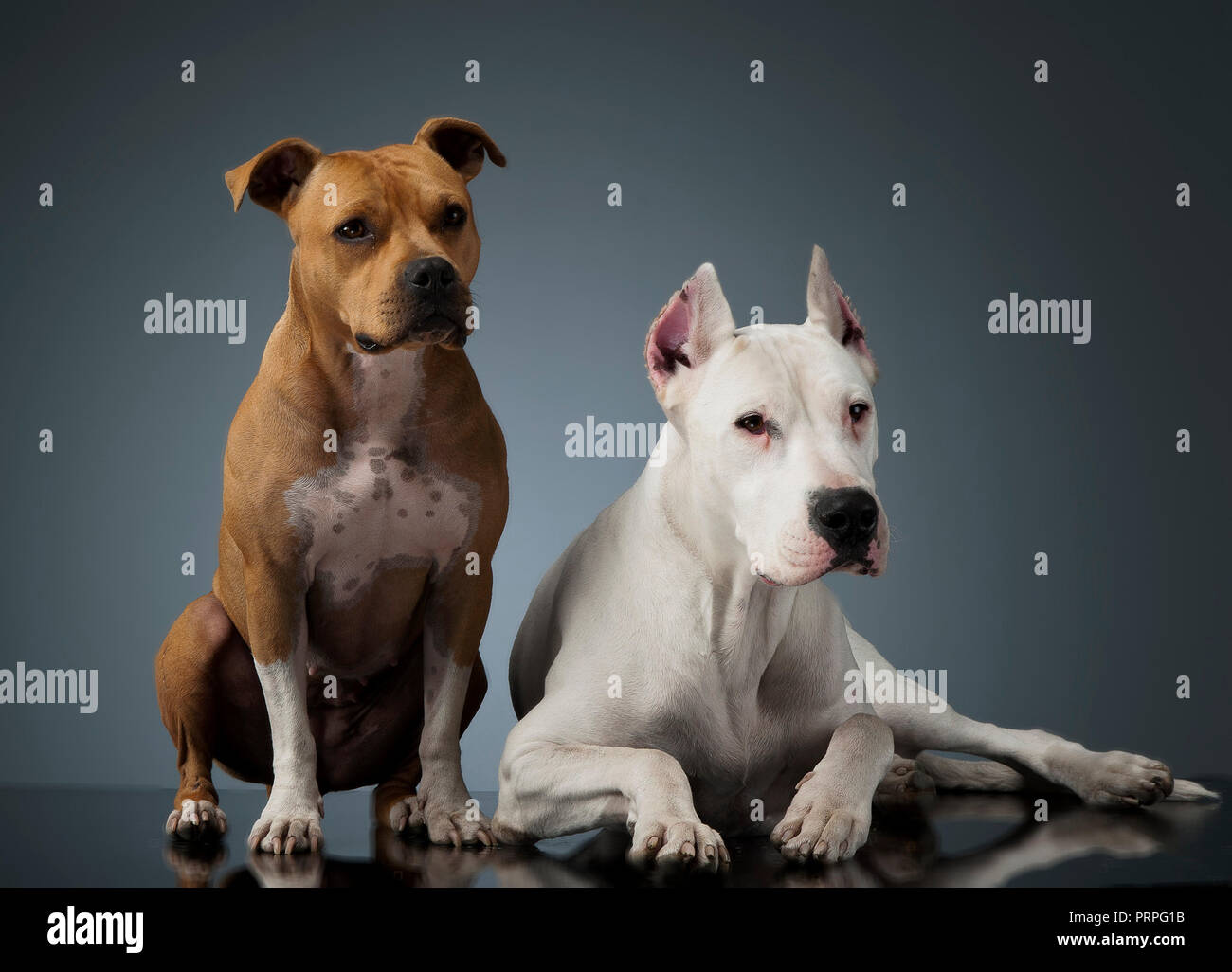 Argentin Dog and Staffordshire Terrier on the shiny floor Stock Photo