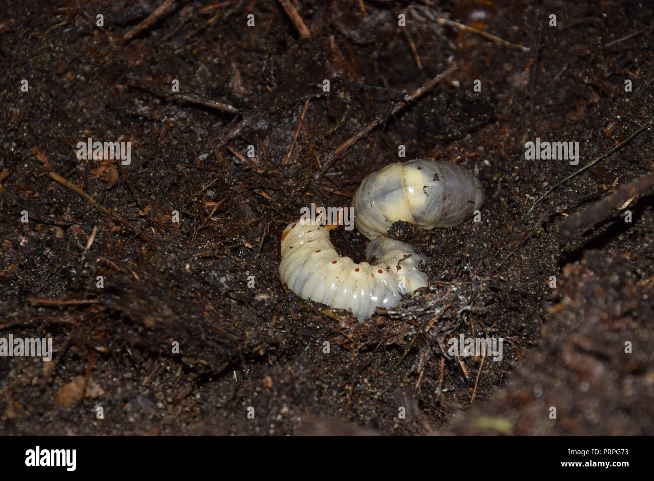 scarab beetle grub Stock Photo