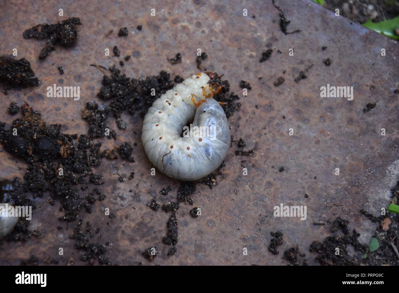 scarab beetle grub Stock Photo