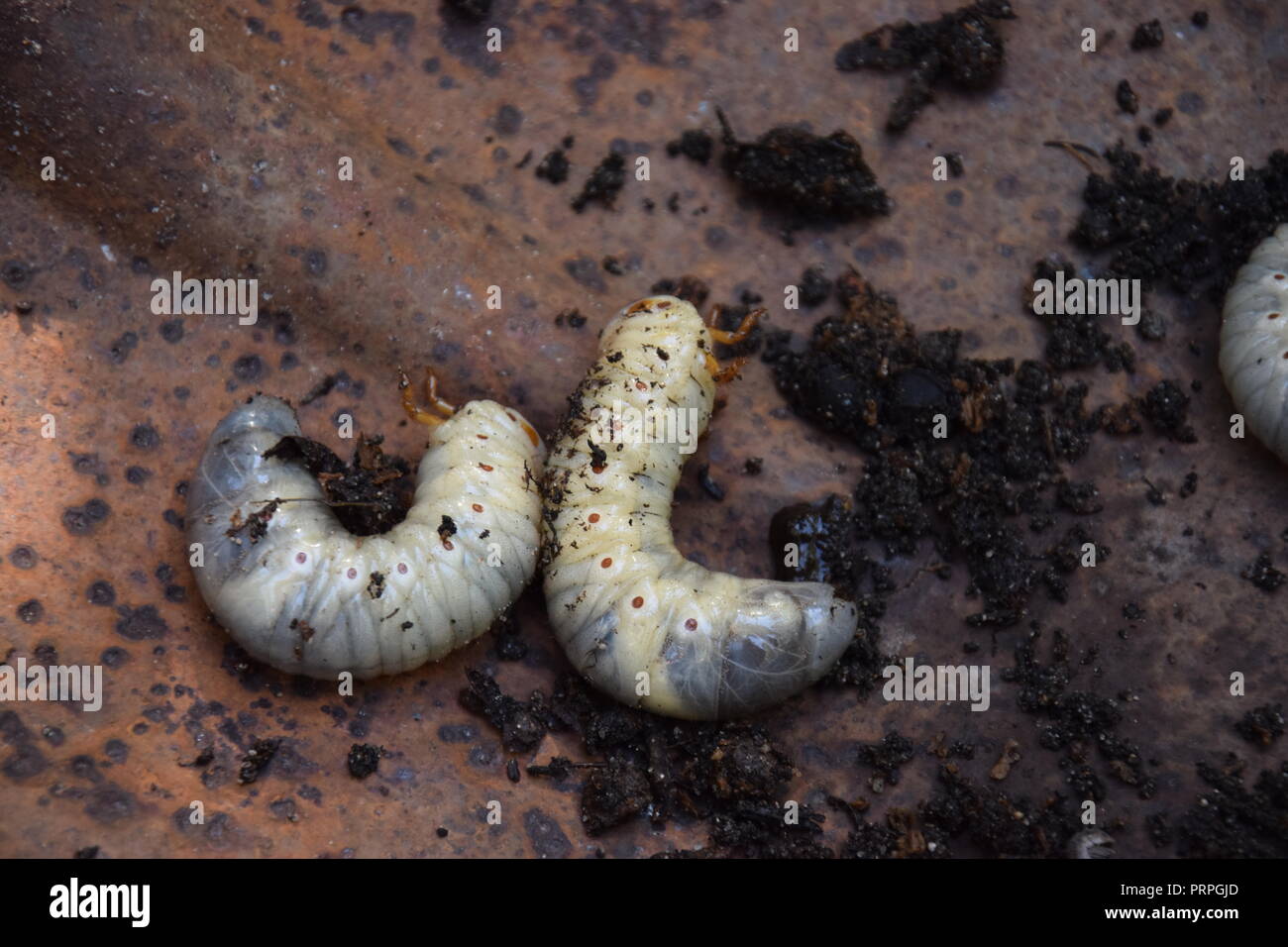 scarab beetle grub Stock Photo