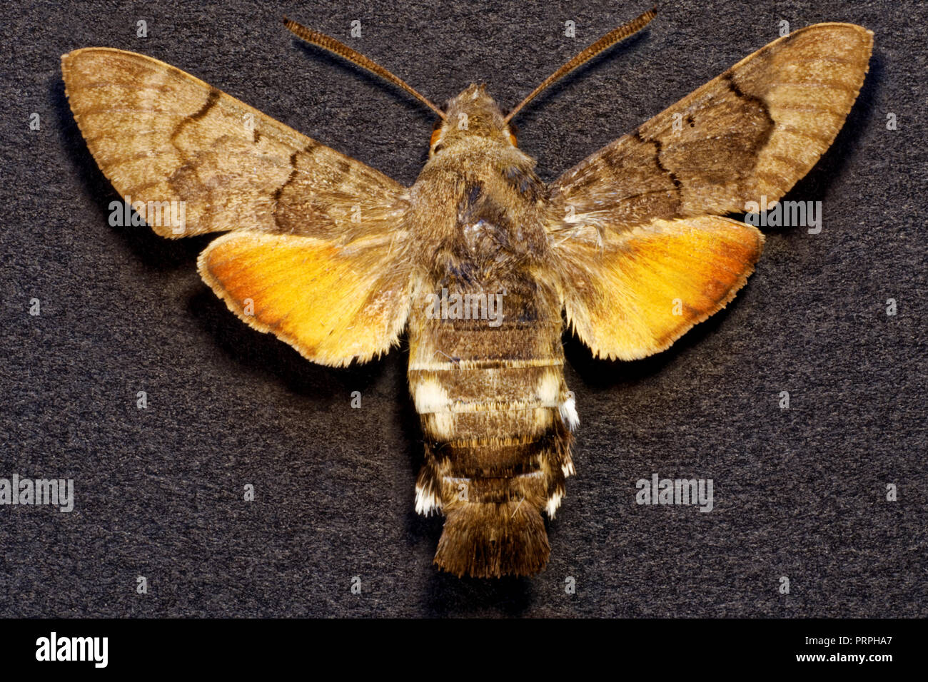 Photo butterfly 'Hawk moth',Macroglossum stellatarum,Russia Stock Photo