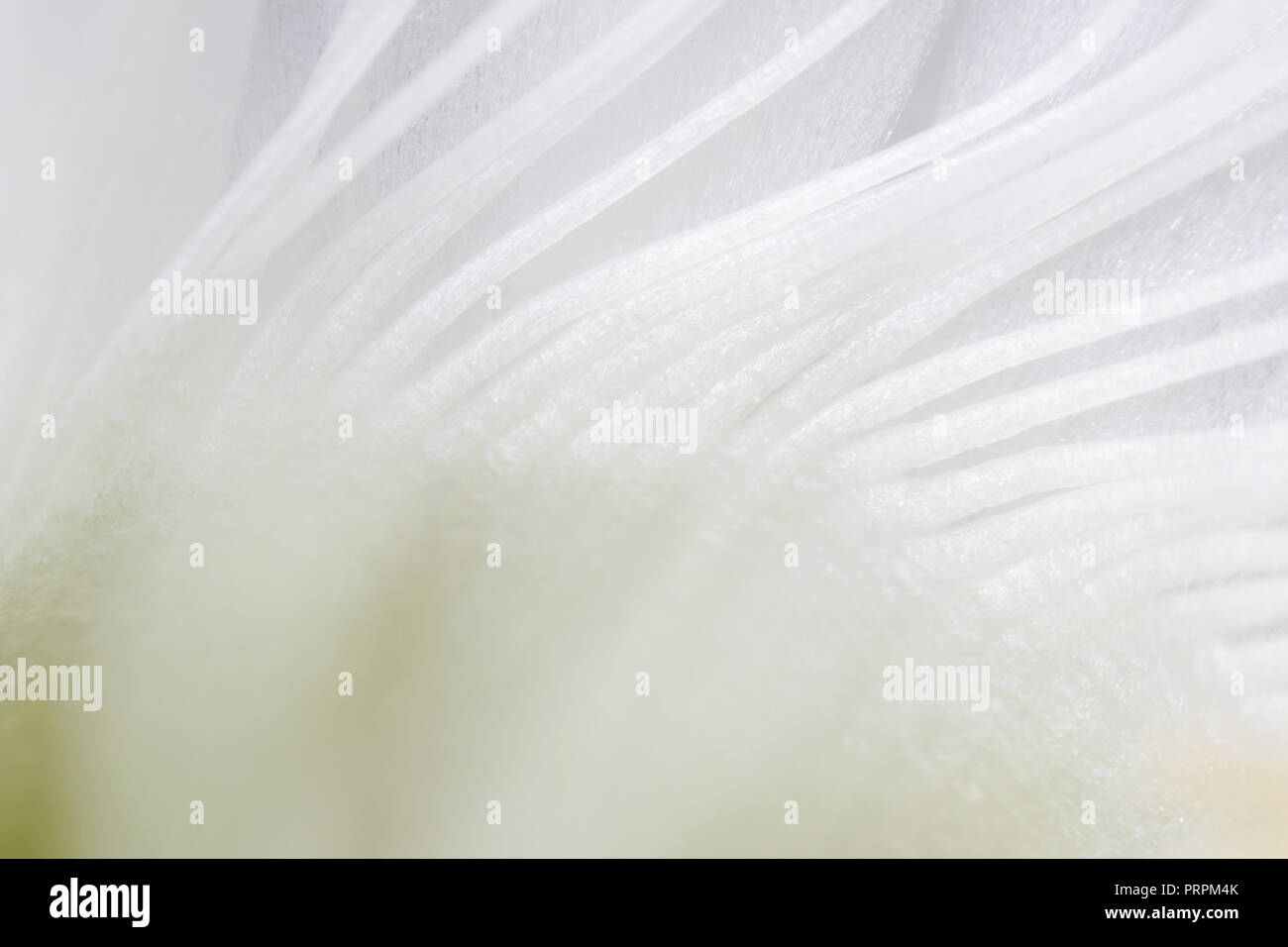 indoor plant white blossoming old cactus echinopsis tubiflora on a light background. stamens inside the flower. macro Stock Photo