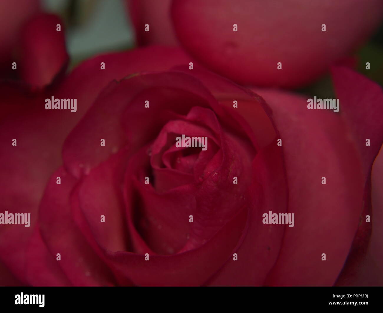Pink rosebud hi-res stock photography and images - Page 13 - Alamy