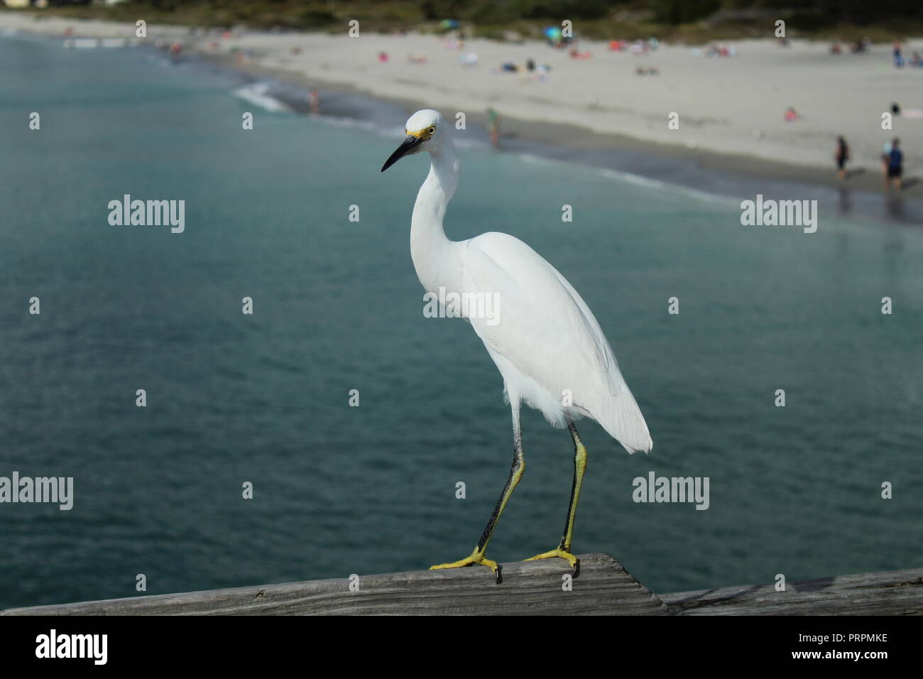 egret perched on railing by the ocean Stock Photo