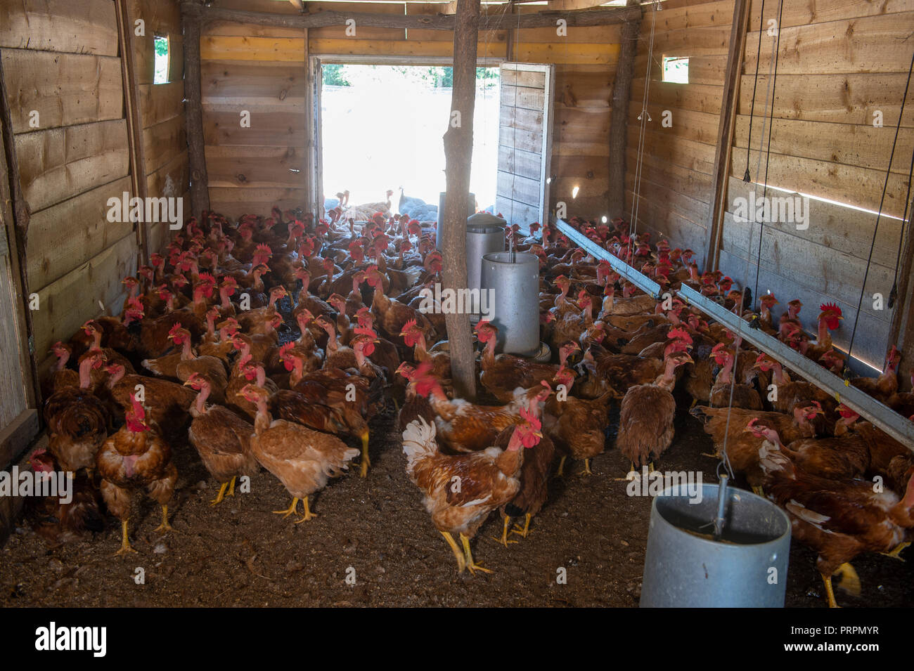 free range poultry farm free range poultry farm