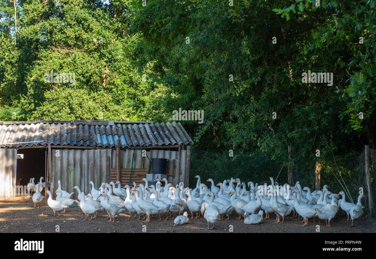 Large group of white ducks, in farme, France Stock Photo