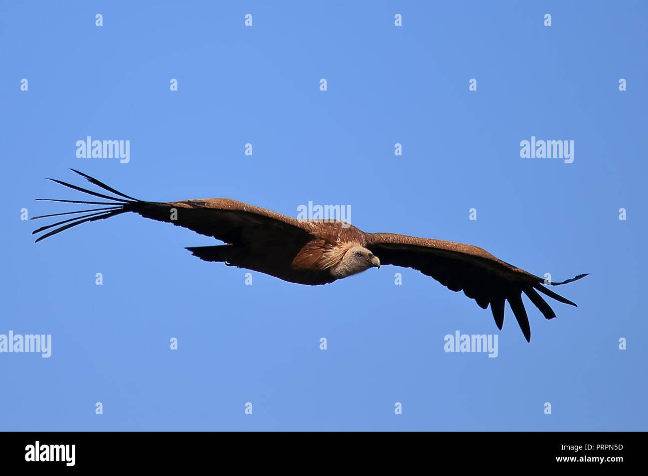 Griffon Vulture (Gyps fulvus) in flight Stock Photo