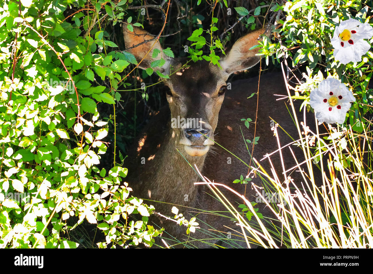 Deer hiding in bush Stock Photo Alamy