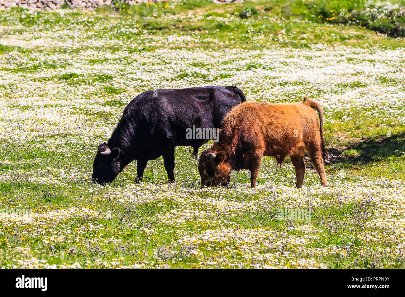 Bull and bull calf in Spanish landscape with meadows and daisies Stock