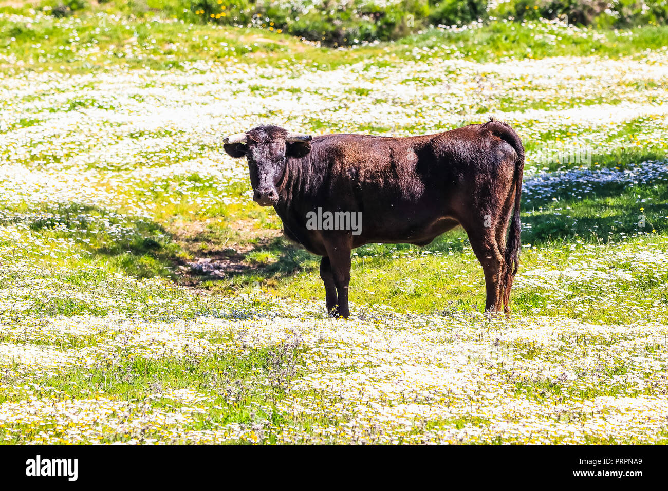 Bull and bull calf in Spanish landscape with meadows and daisies Stock