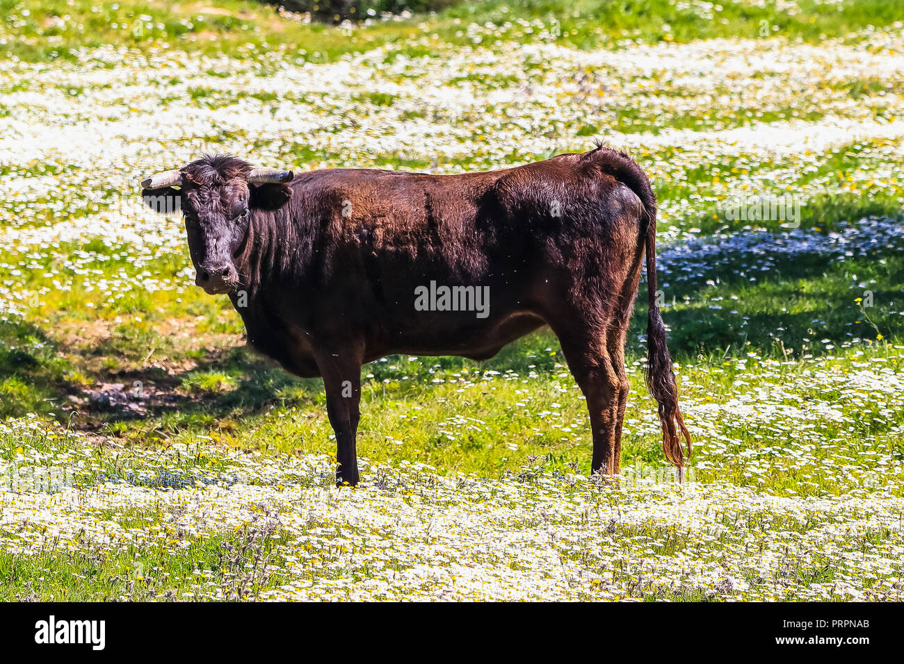 Bull and bull calf in Spanish landscape with meadows and daisies Stock
