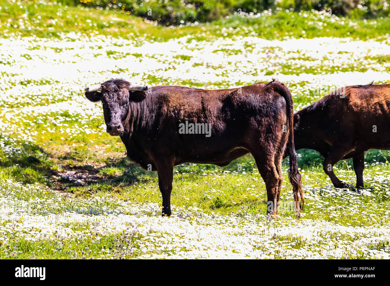 Bull and bull calf in Spanish landscape with meadows and daisies Stock