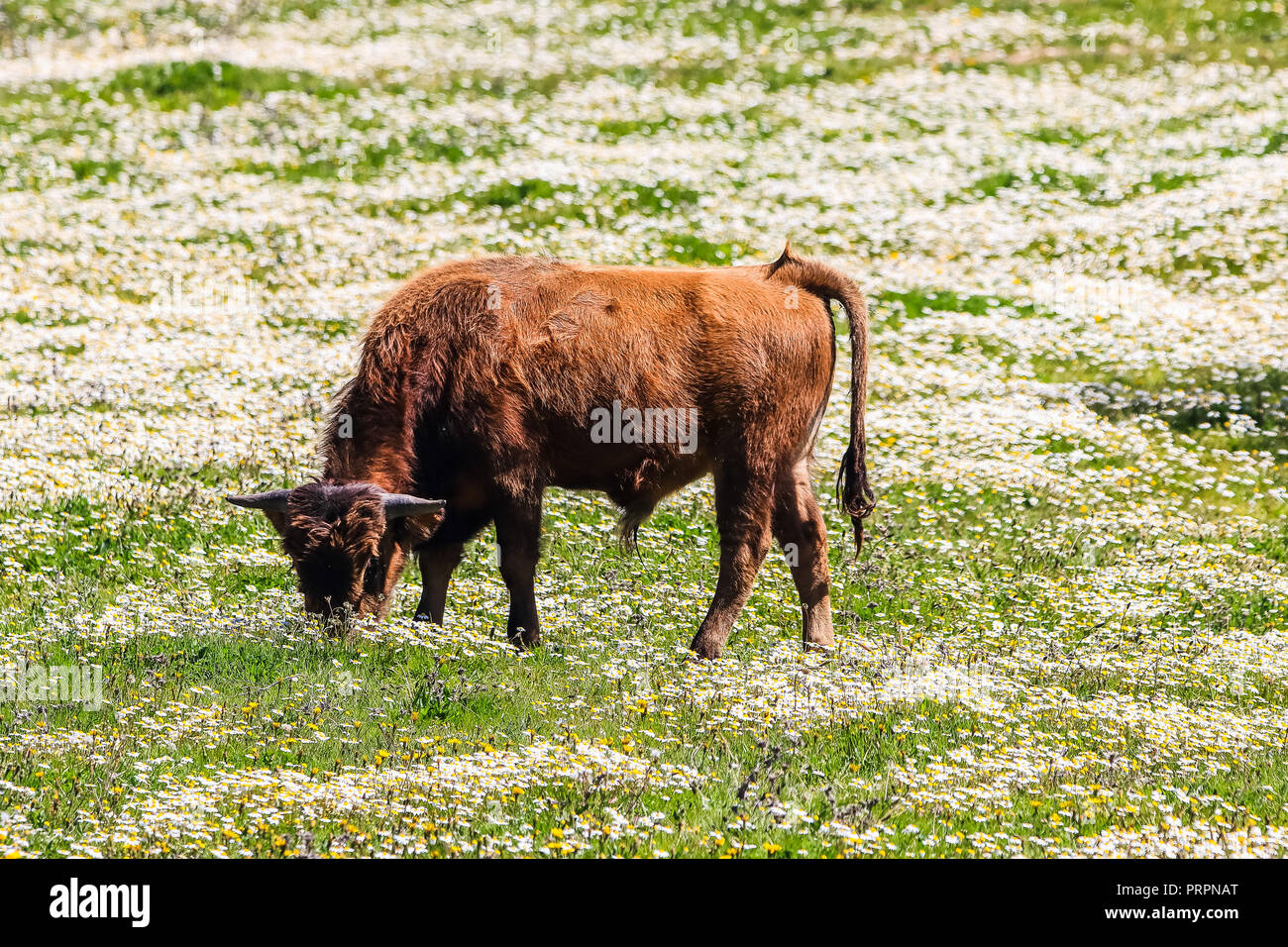 Bull and bull calf in Spanish landscape with meadows and daisies Stock