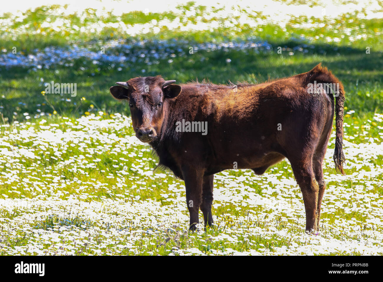 Bull calf in Spanish landscape with meadows and daisies Stock Photo Alamy
