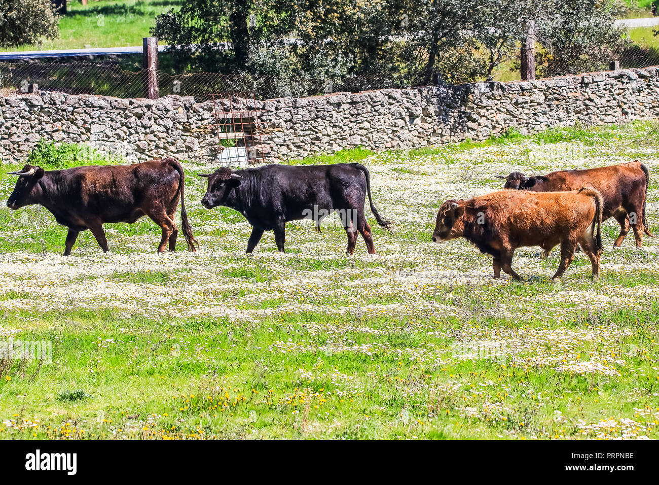 Bull and bull calf in Spanish landscape with meadows and daisies Stock