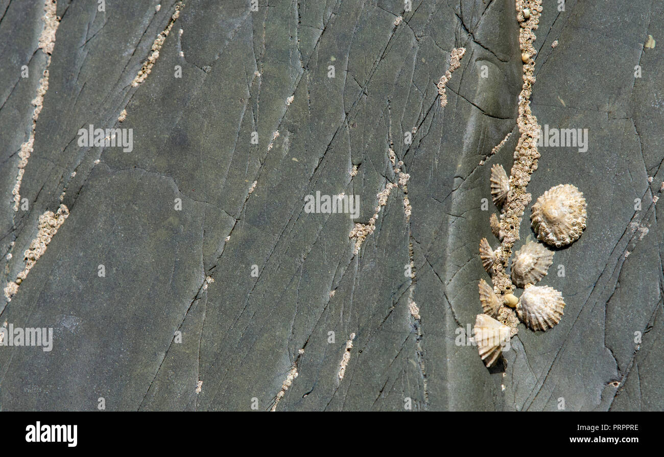 Common Limpets (Patella vulgata) on Pillow lava rocks, Llanddwyn Bay, Anglesey Stock Photo