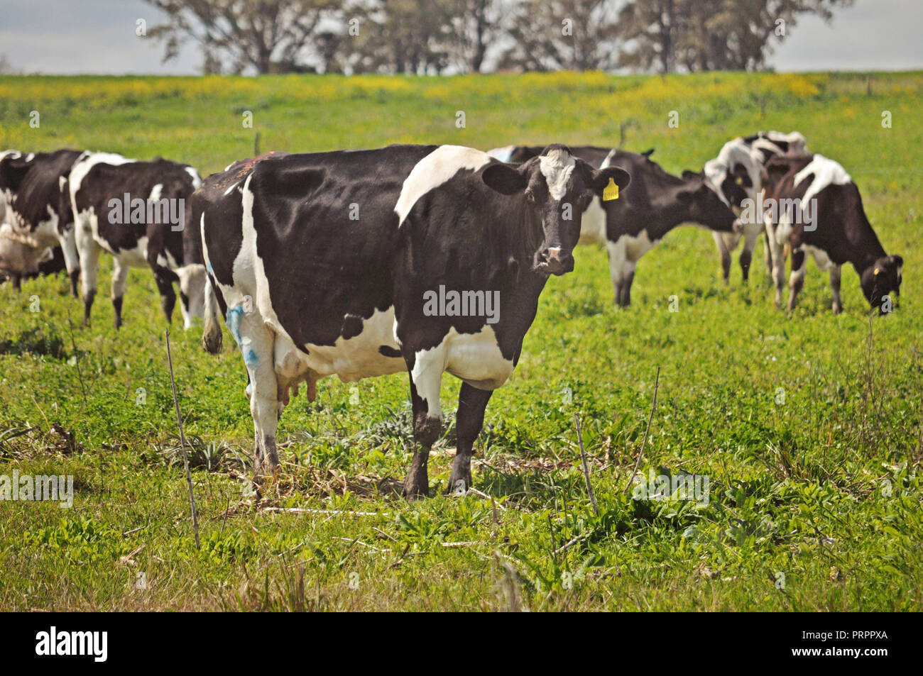 Staring holstein dairy cow in hi-res stock photography and images - Alamy