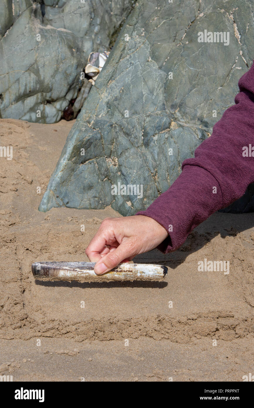 Woman combing sand with a razor shell (Ensis spp) Stock Photo