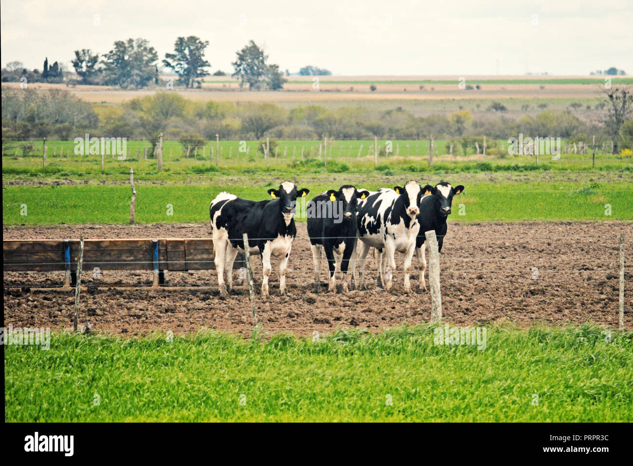 Staring holstein dairy cow in hi-res stock photography and images - Alamy