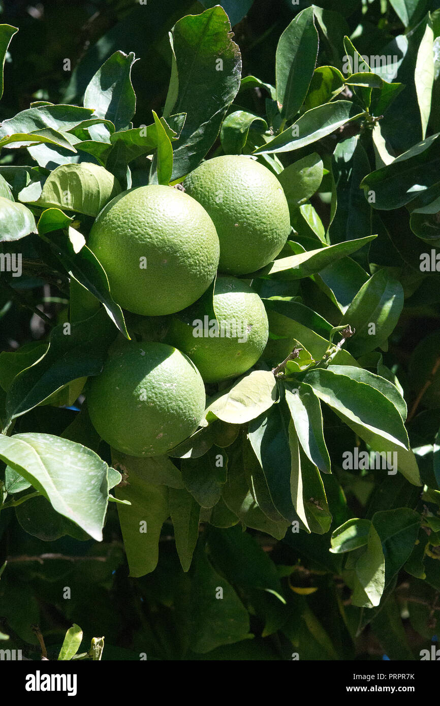 Vitamins oranges hires stock photography and images Alamy