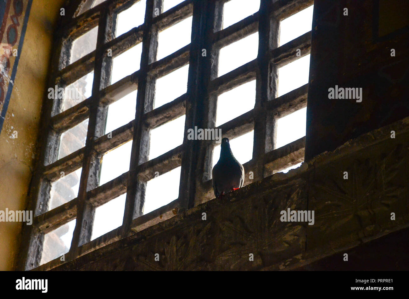 Amazing scenery of a dove looking towards the sunlight trough the window of the Hagia Sophia (Ayasofya), the former Greek Orthodox Christian patriarch Stock Photo