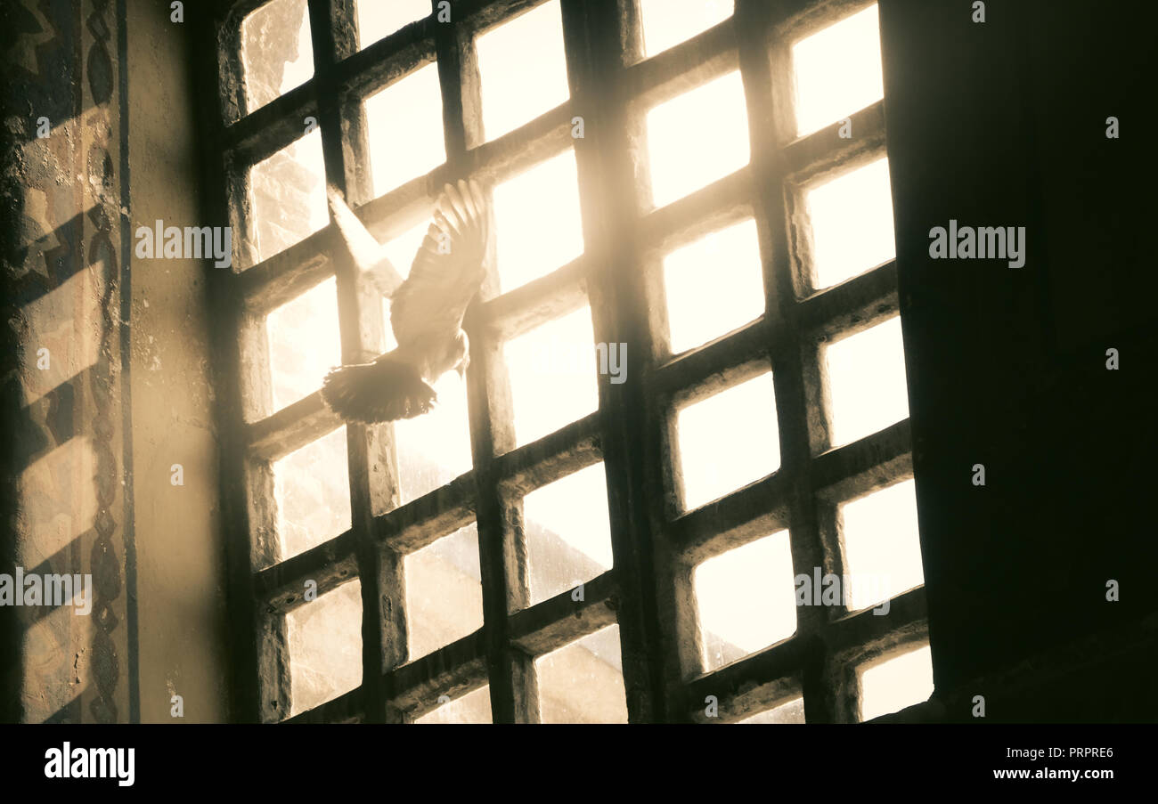 Amazing scenery of a dove looking towards the sunlight trough the window of the Hagia Sophia (Ayasofya), the former Greek Orthodox Christian patriarch Stock Photo