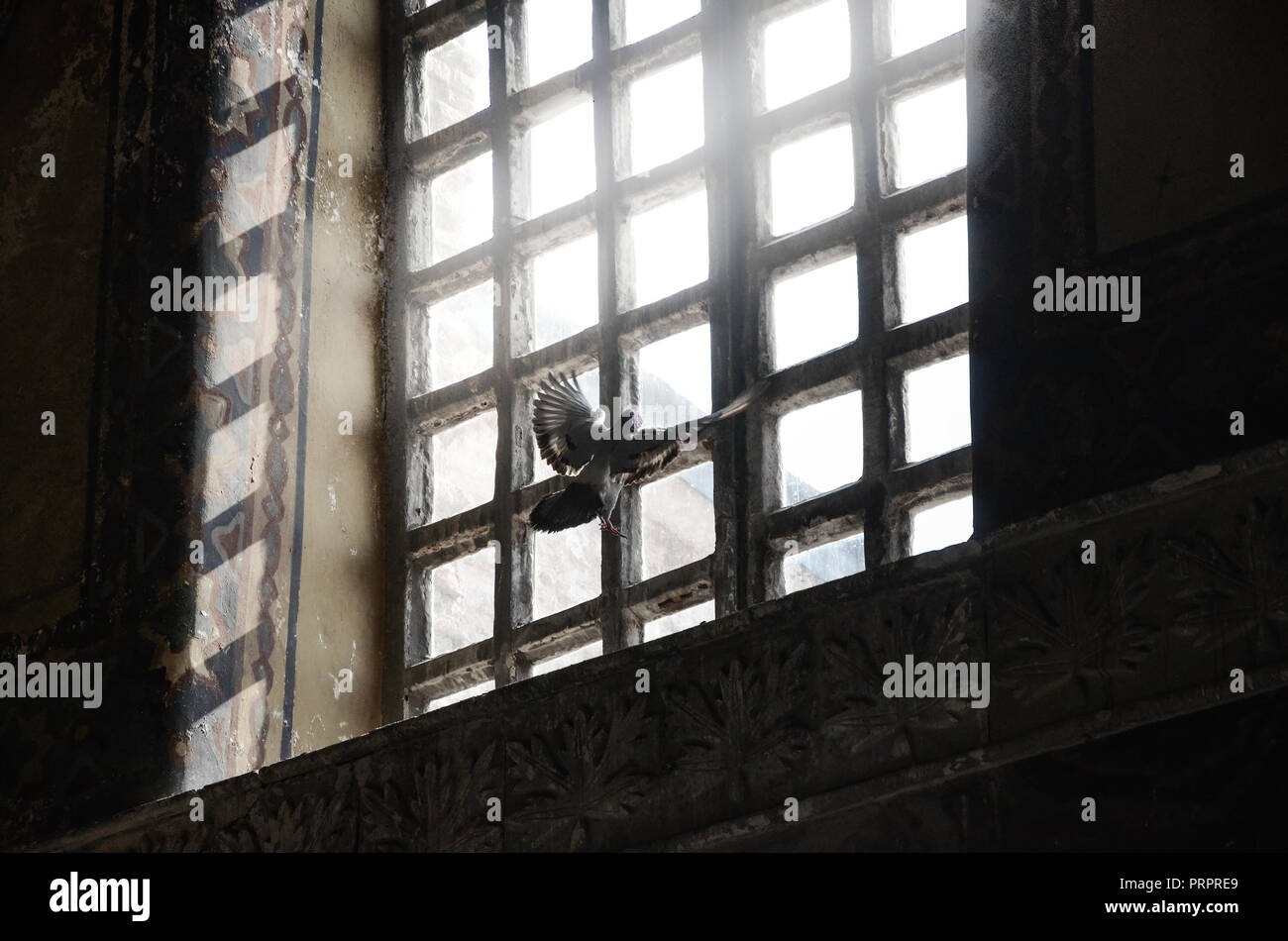 Amazing scenery of a dove looking towards the sunlight trough the window of the Hagia Sophia (Ayasofya), the former Greek Orthodox Christian patriarch Stock Photo