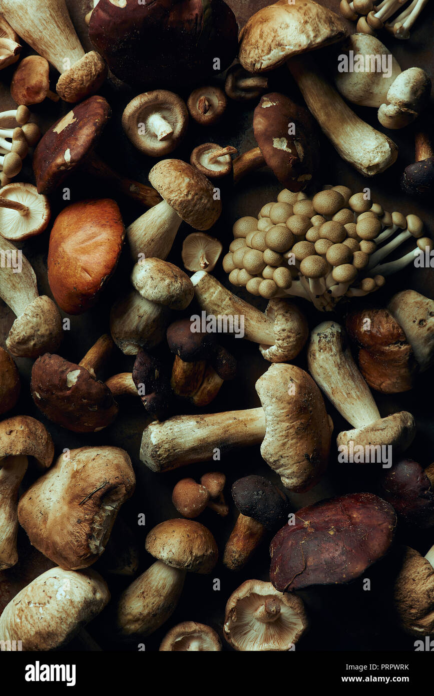 top view of assorted raw edible mushrooms, full frame background Stock Photo