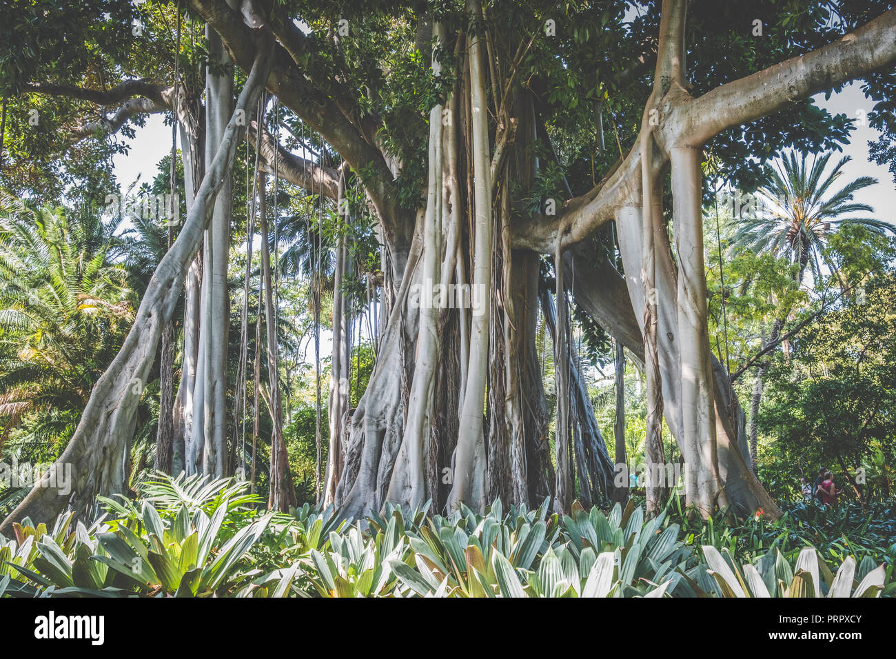 giant ficus tree with hanging air roots , Tenerife Stock Photo