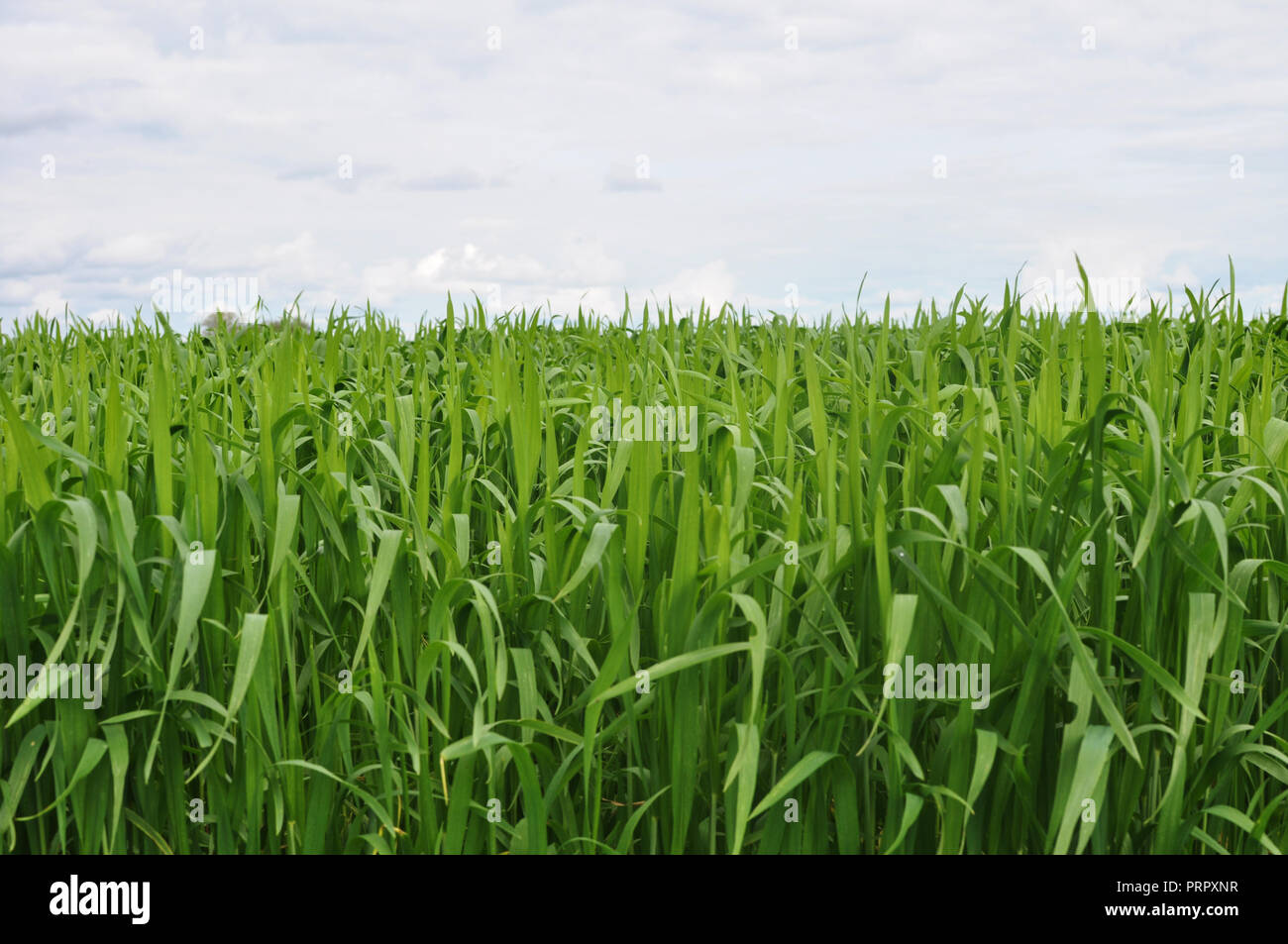 Green field with young corn Stock Photo - Alamy