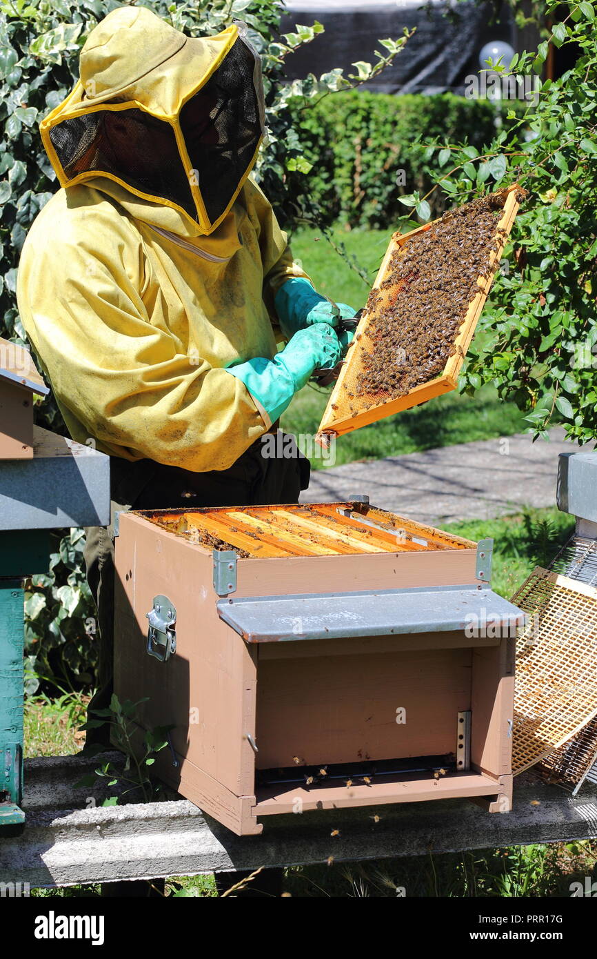 Beekeeper holding hive frame covered in honeybees. Photo taken in Brescia, Italy. Stock Photo