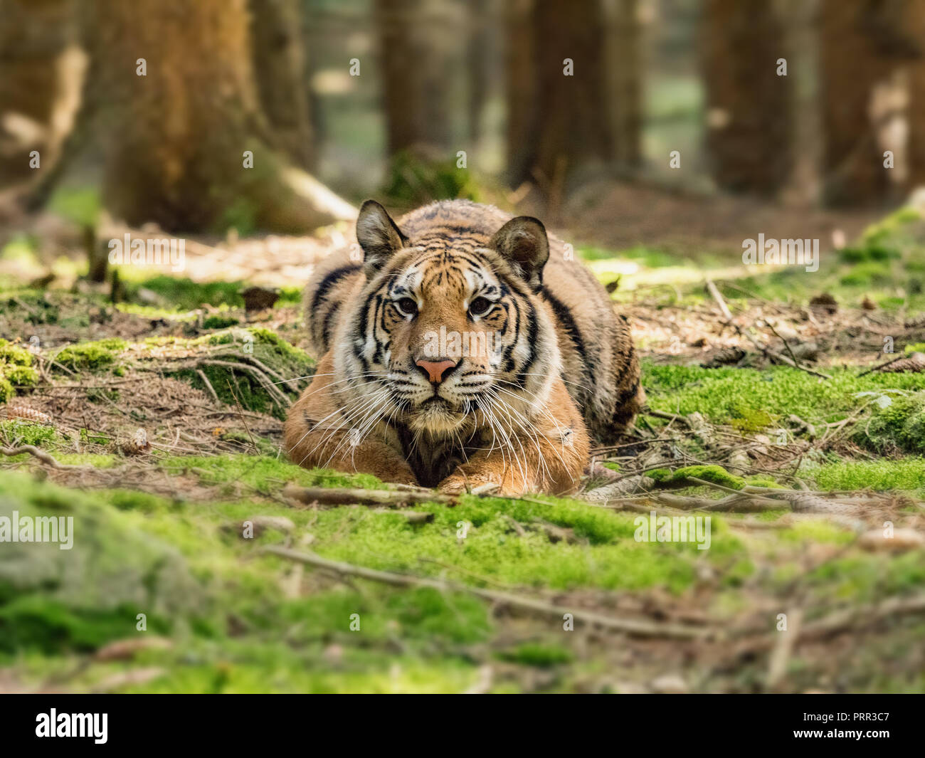 Tiger portrait. Tiger in wild nature. Action wildlife scene, danger animal. eautiful Siberian tiger in tajga, Russia. Stock Photo