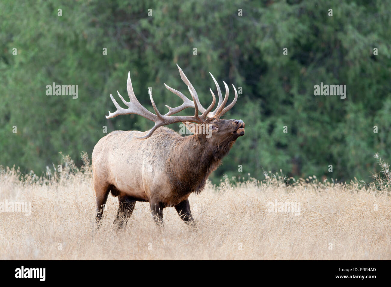Bugling Rocky Mountain Bull Elk (Cervus canadensis nelsoni), North America Stock Photo