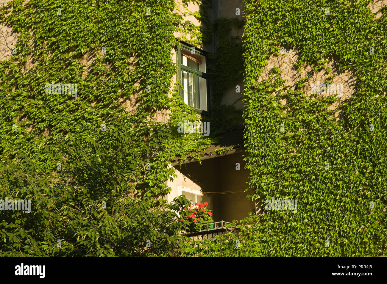 Wien, begrünte Hausfassade Stock Photo