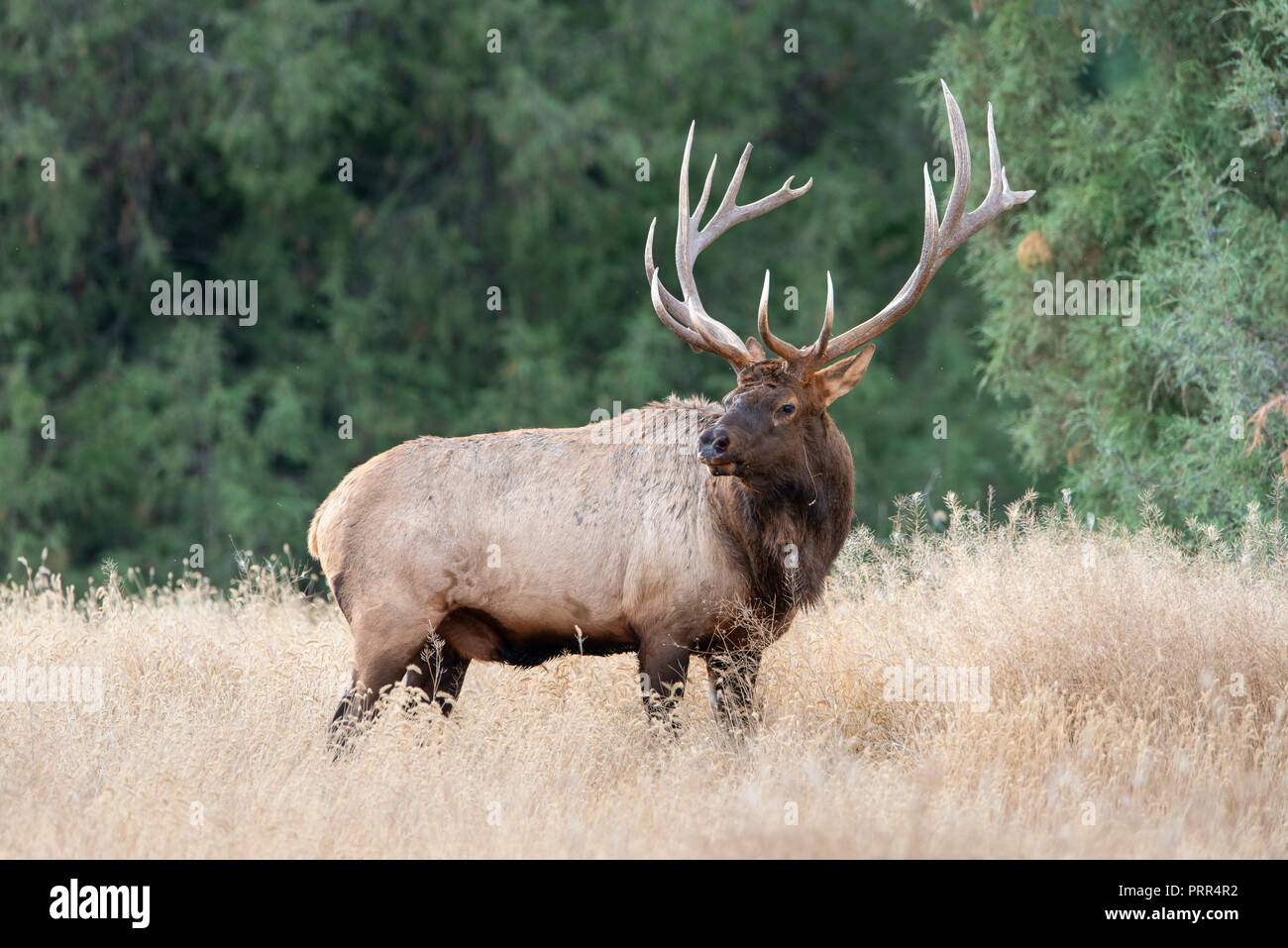 Rocky Mountain Bull Elk (Cervus canadensis nelsoni), North America Stock Photo