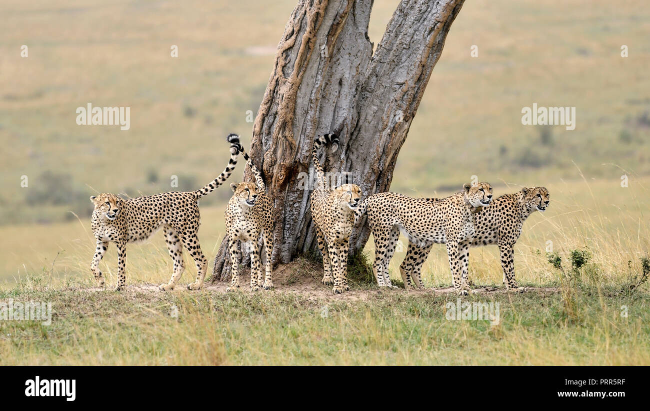 five cheetah brothers marking territory in Maasai mara national reserve in kenya - tourism & travel hub Stock Photo
