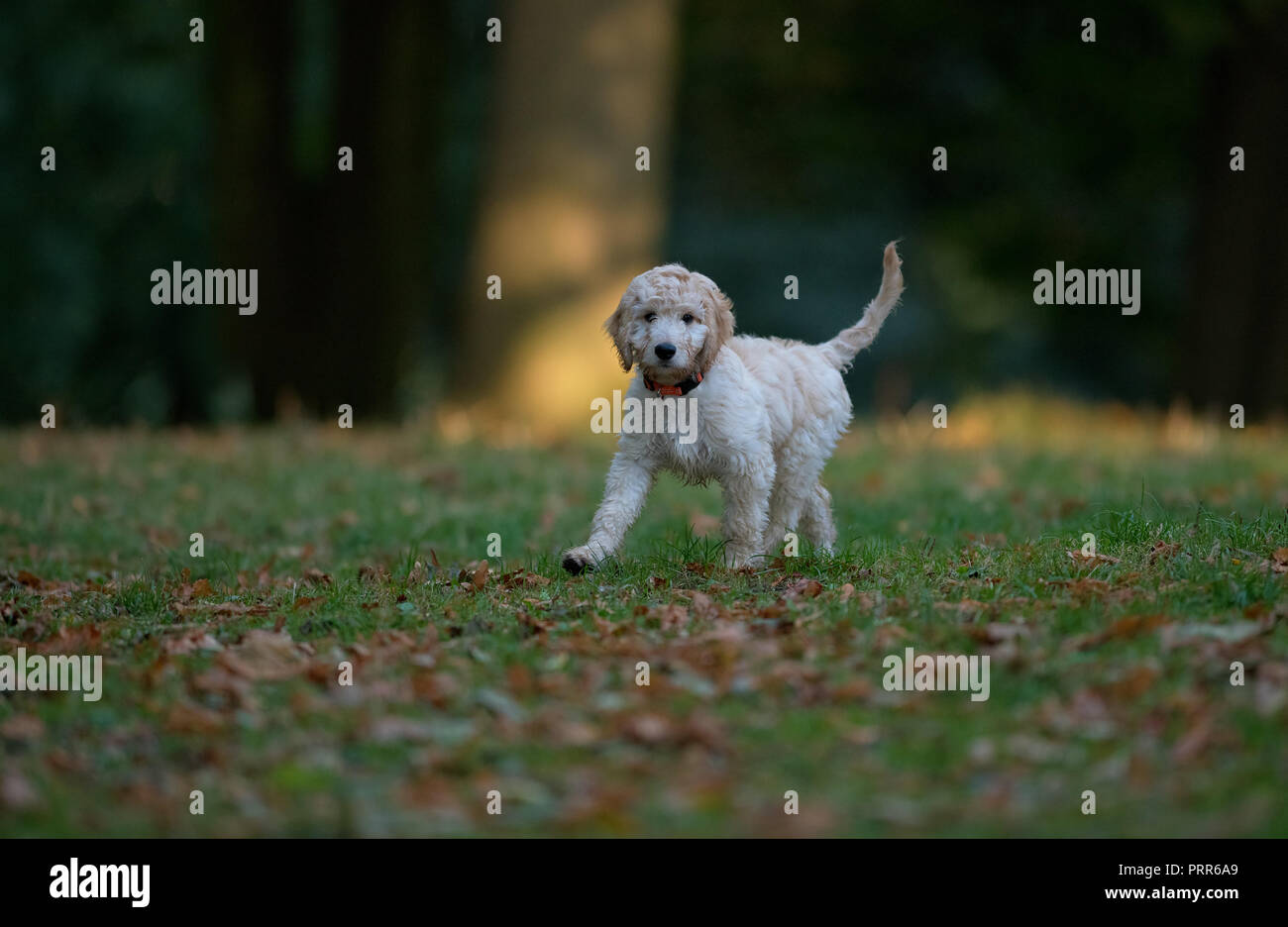 Cockapooh puppy-Canis lupus familiaris. Uk Stock Photo
