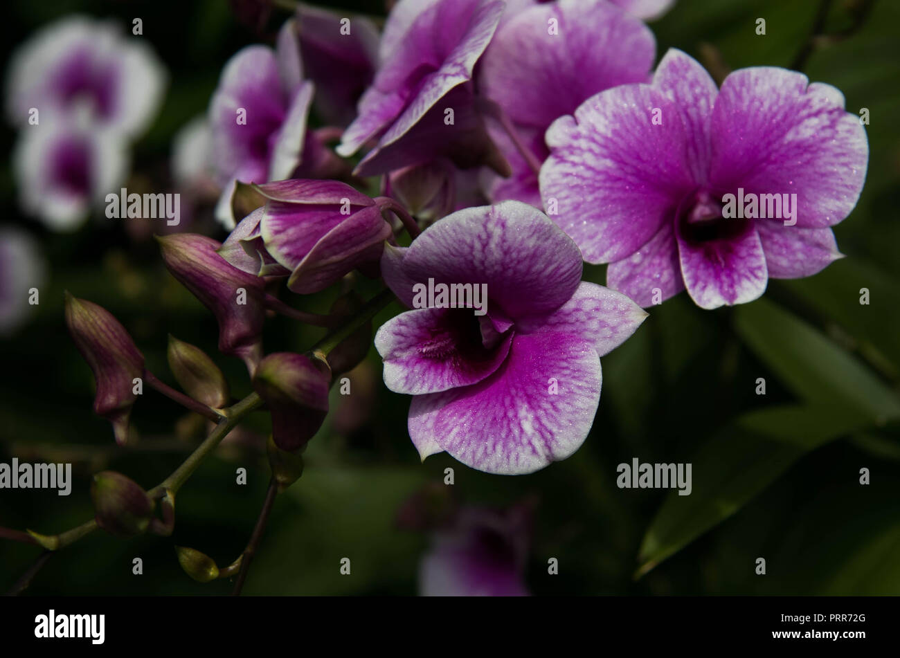 Singapore botanical garden flower Stock Photo