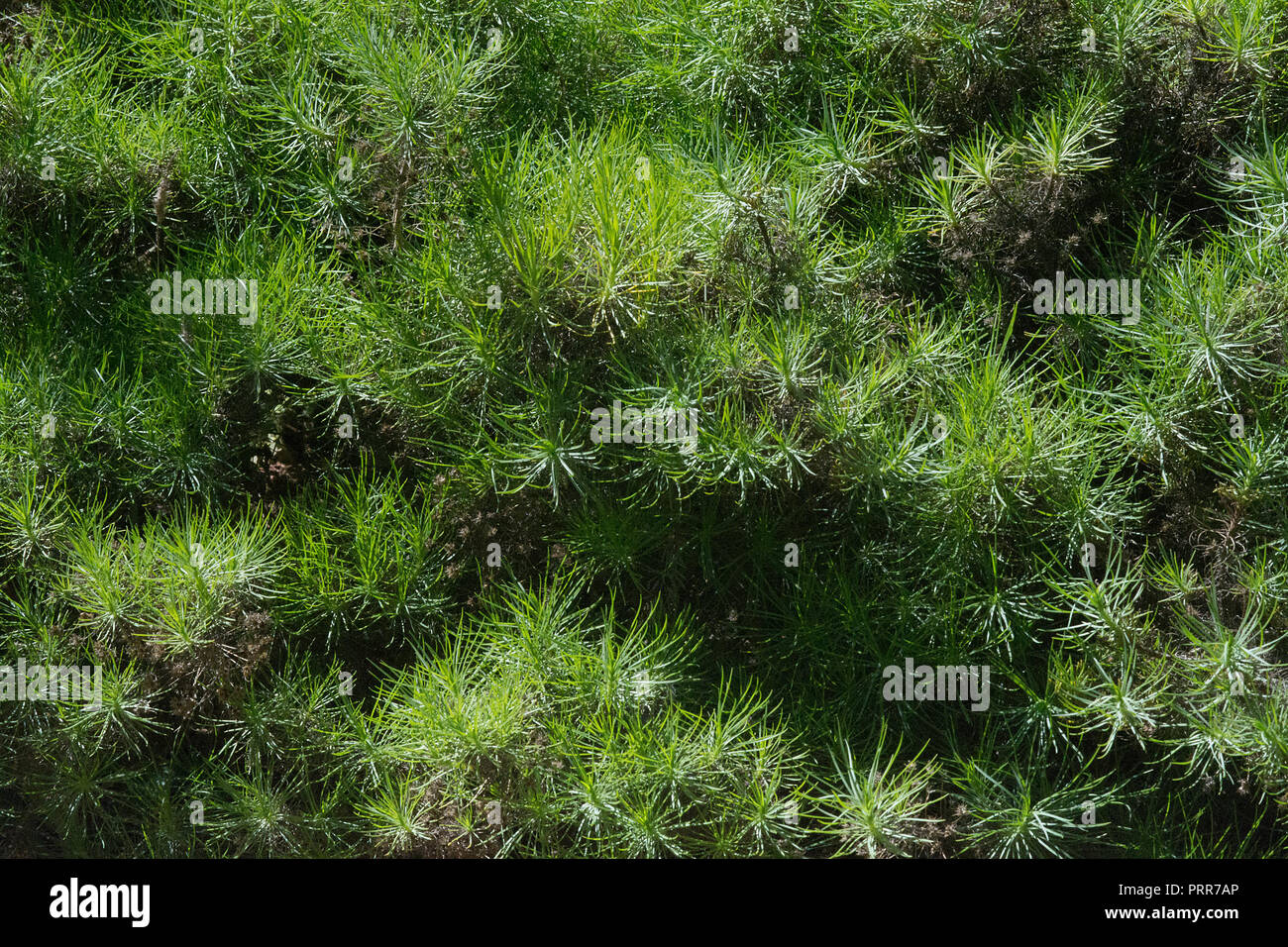 Green grassy plant Plantago arborescens endemic to Mallorca, Spain