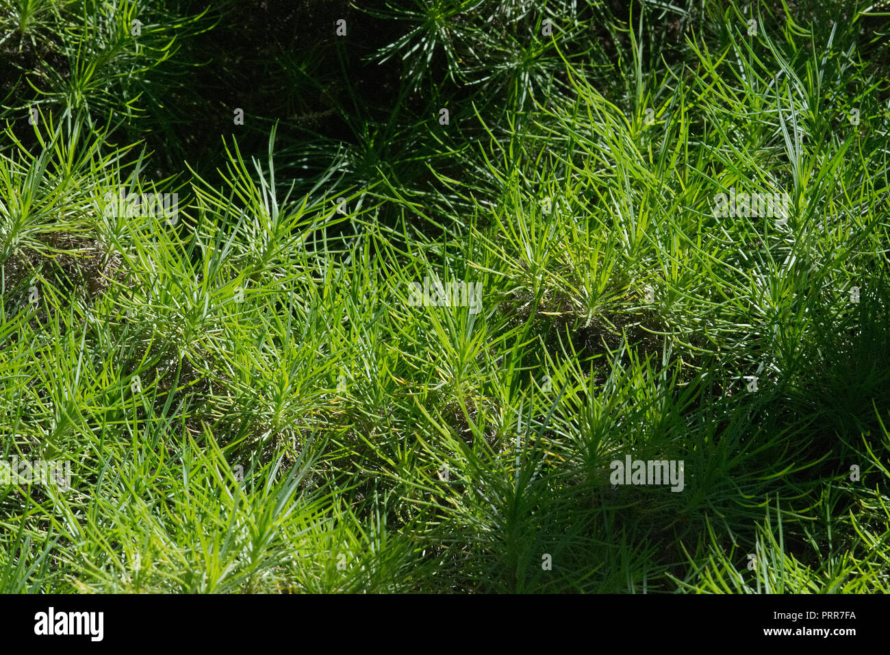 Green grassy plant Plantago arborescens endemic to Mallorca, Spain. Stock Photo
