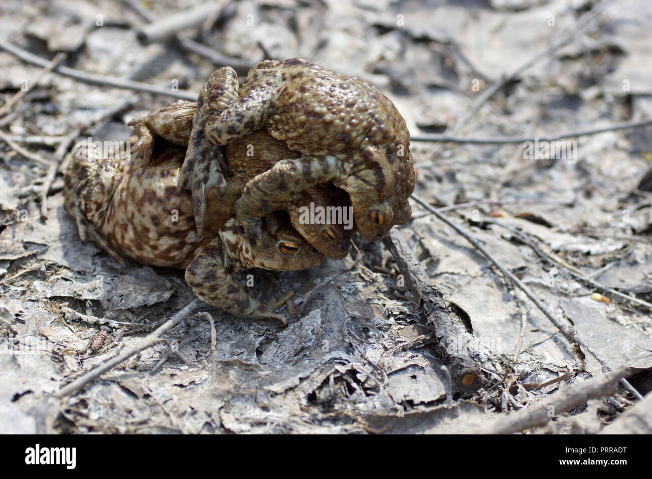 Bufo toads mating in spring ( brown common toad ) in a river, male and female.   Bufo toads in Amplexus. The fight for the female. Stock Photo
