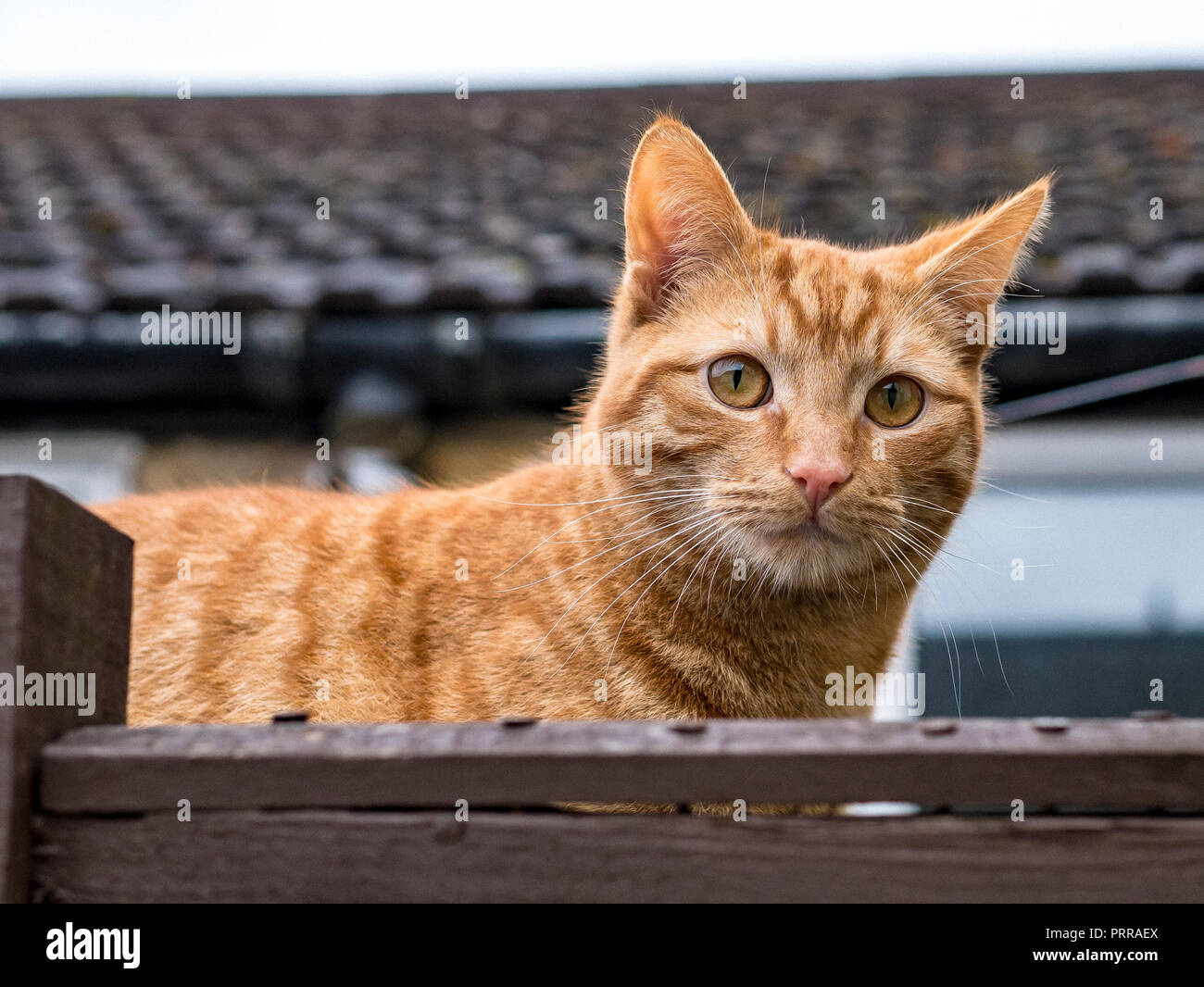 Ginger Cat on fence Stock Photo
