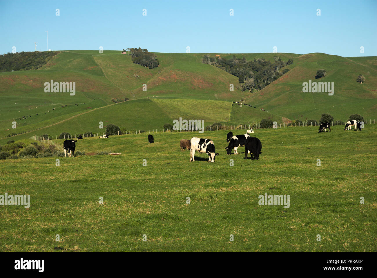 Agricultural land, Waikato Region, North Island, New Zealand Stock Photo Alamy