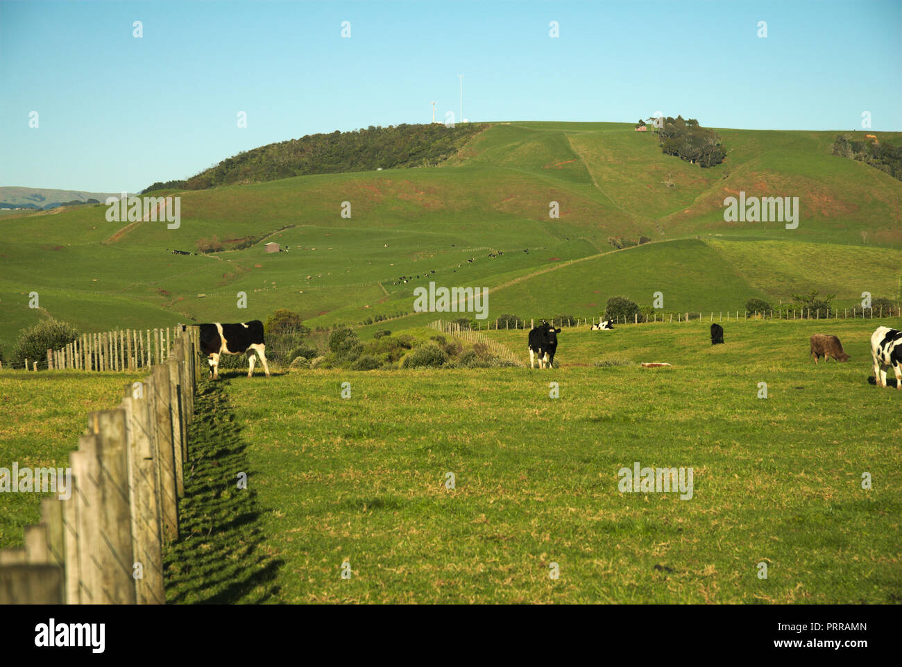 Agricultural land, Waikato Region, North Island, New Zealand Stock Photo Alamy