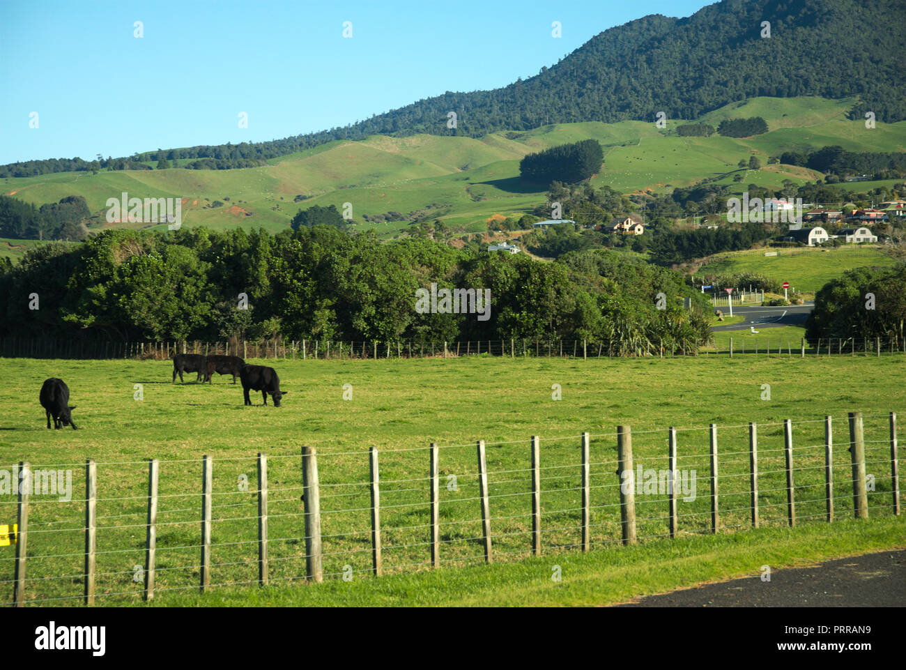 Cattle grazing in Waikato Region, North Island, New Zealand Stock Photo