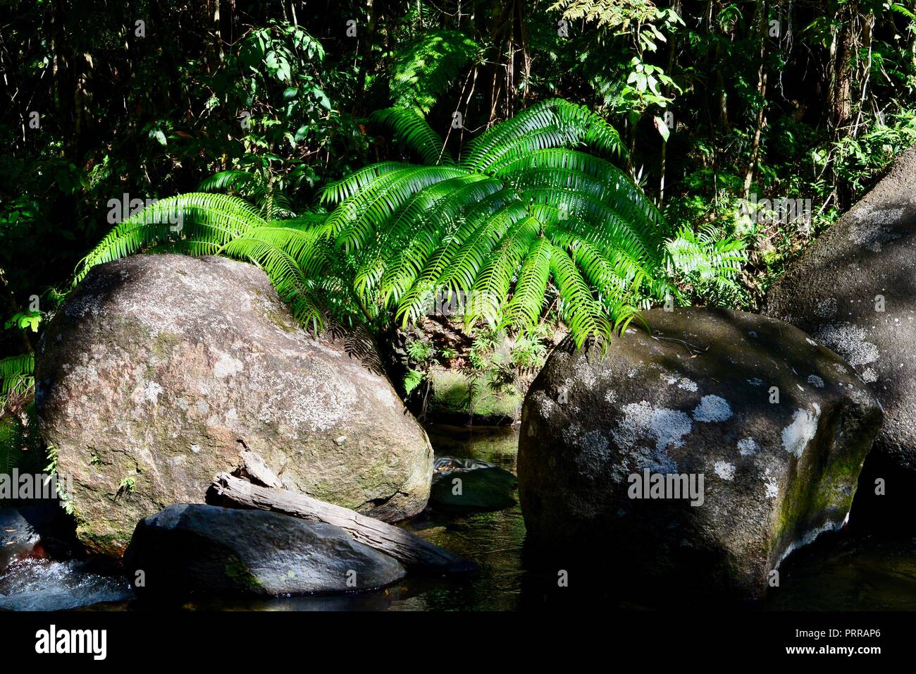 A giant tree fern Angiopteris evecta growing near a stream, South Johnstone camping area, Wooroonooran National Park, Queensland Stock Photo